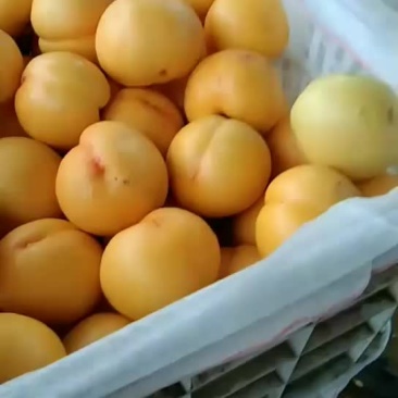 各种毛桃，油桃，大量上市中，如，突围，曙光，中油四等等，