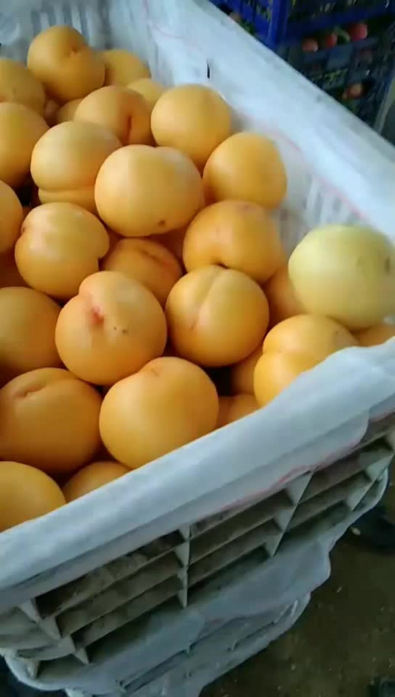 各种毛桃，油桃，大量上市中，如，突围，曙光，中油四等等，