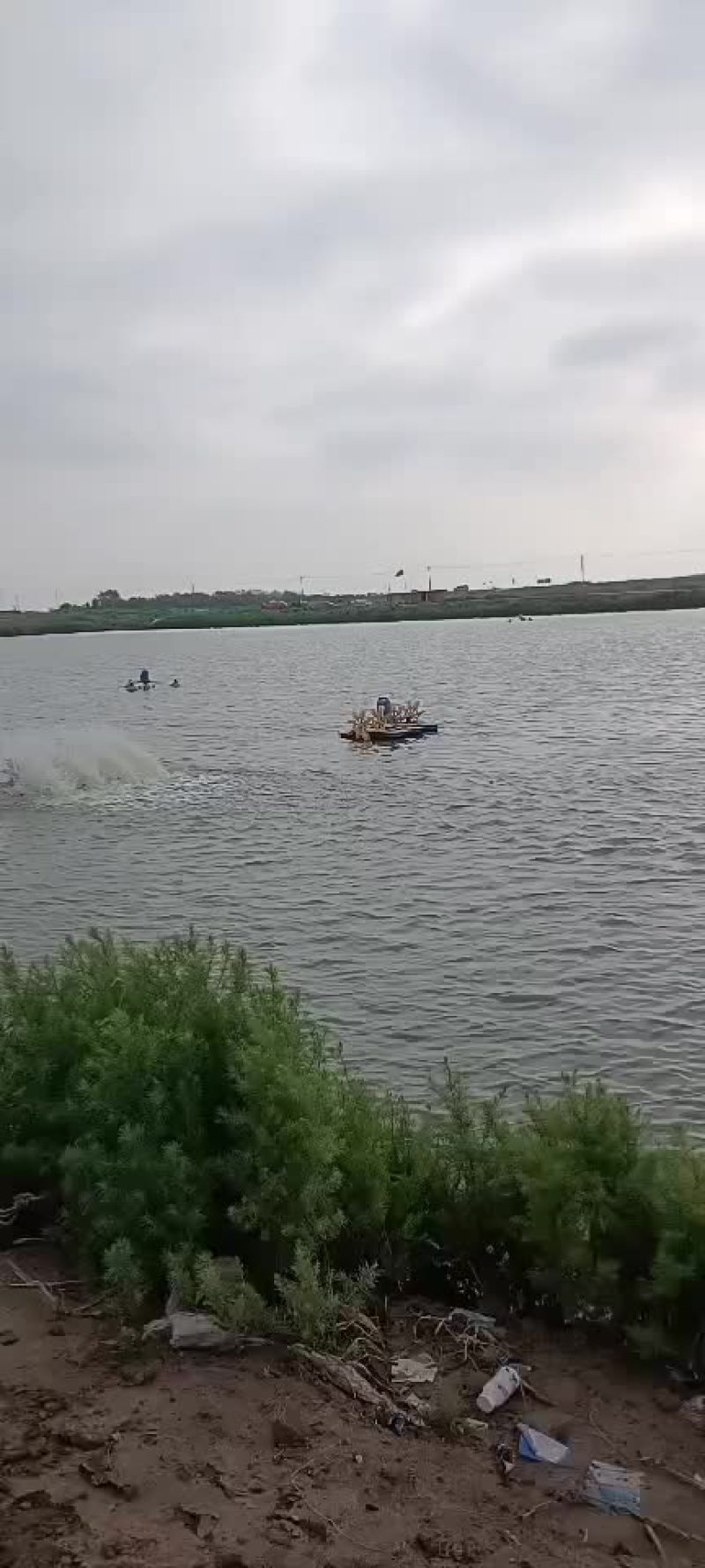 鲤鱼