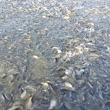 鲤鱼