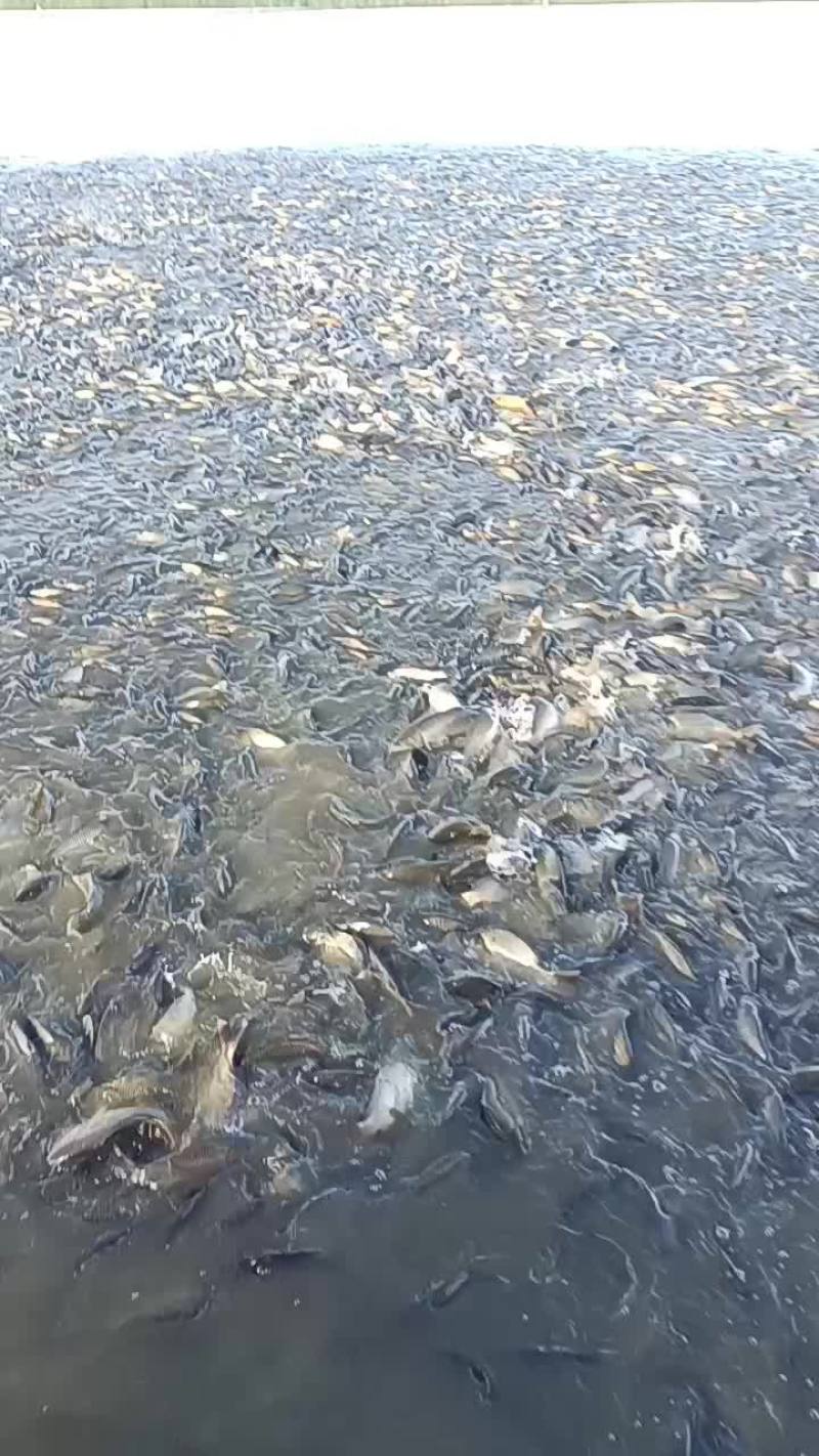 鲤鱼