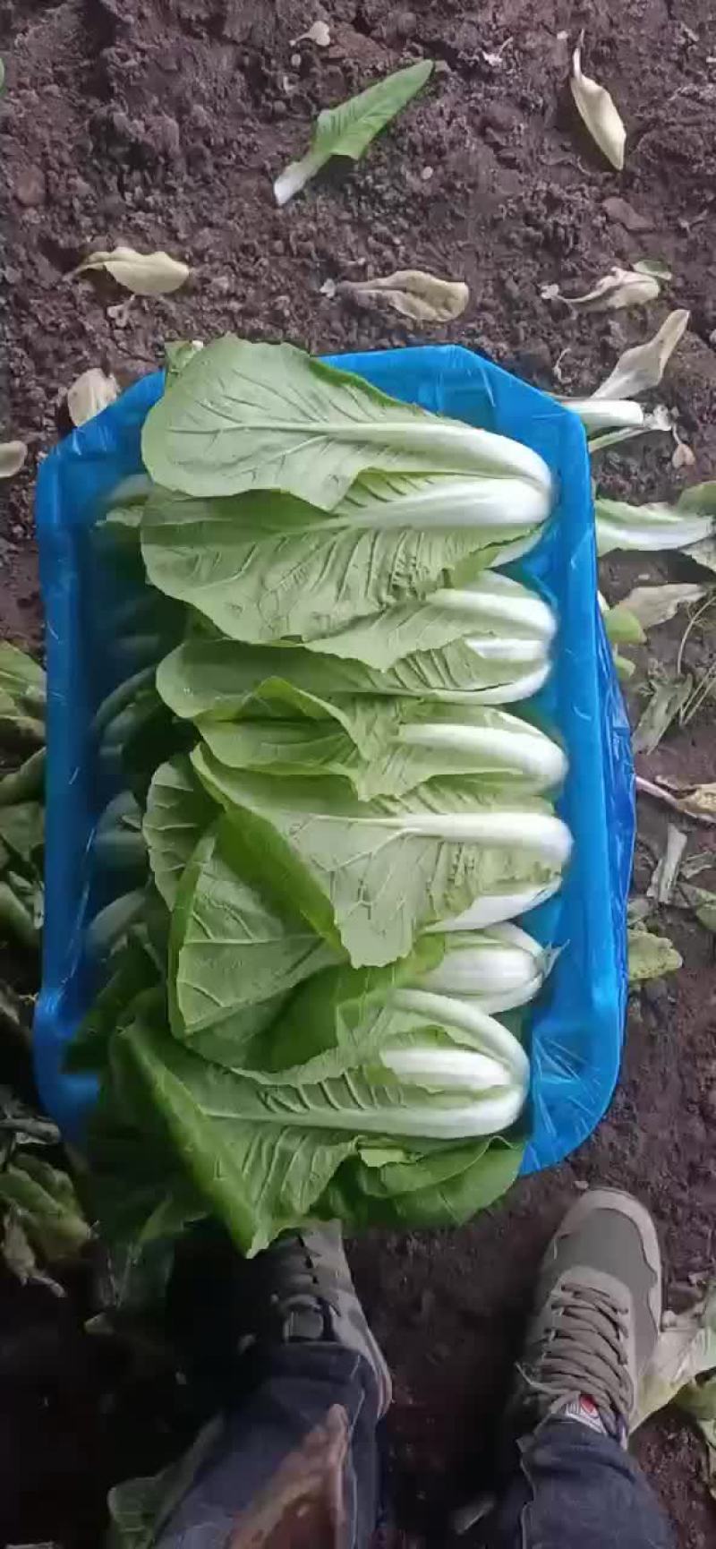 各种叶叶菜