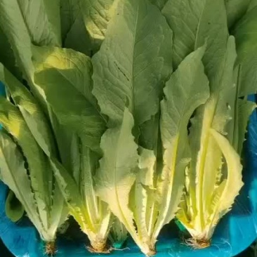 各种叶叶菜