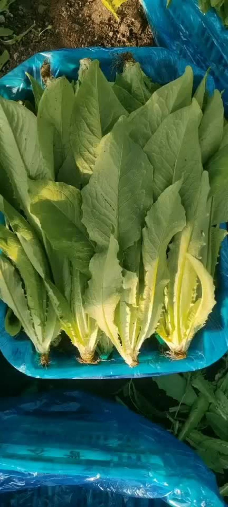 各种叶叶菜