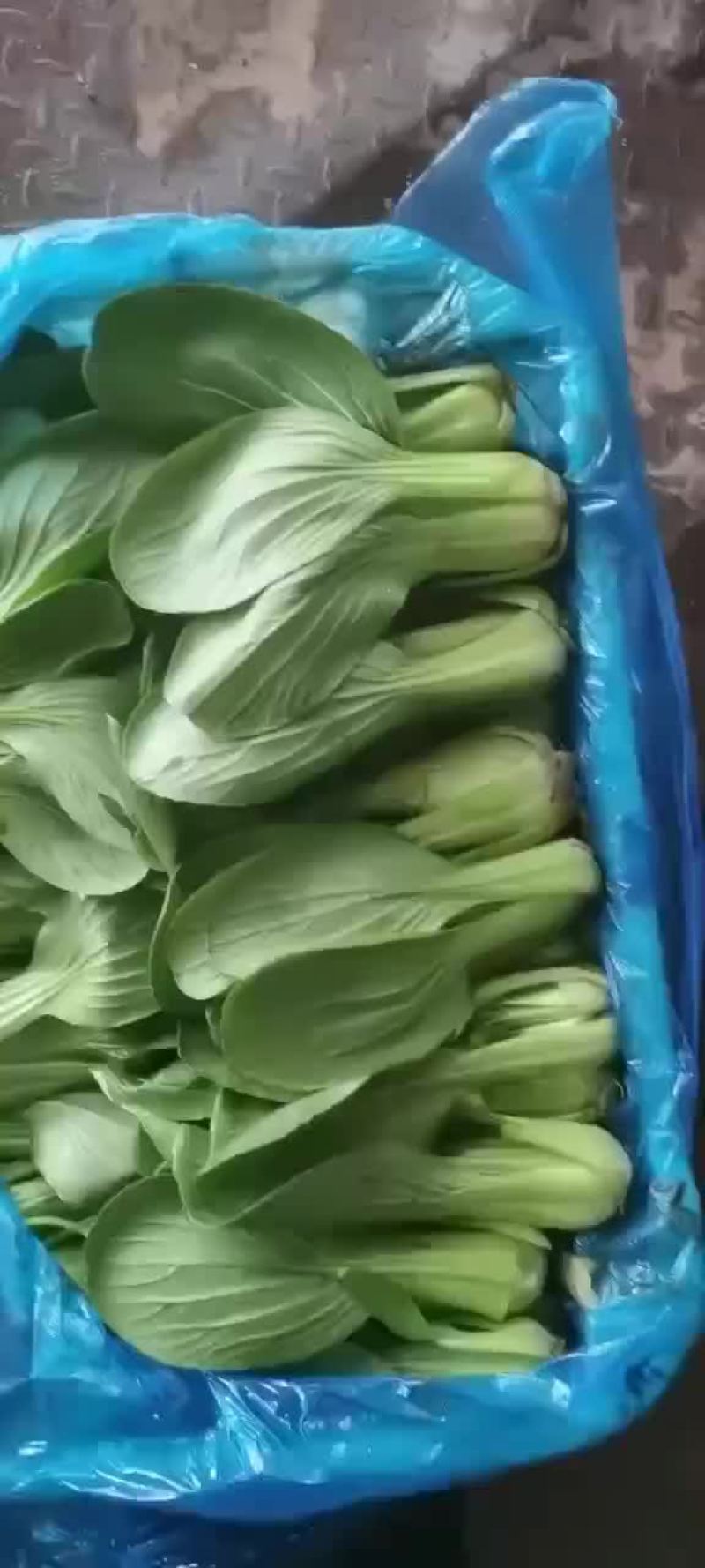 各种叶叶菜