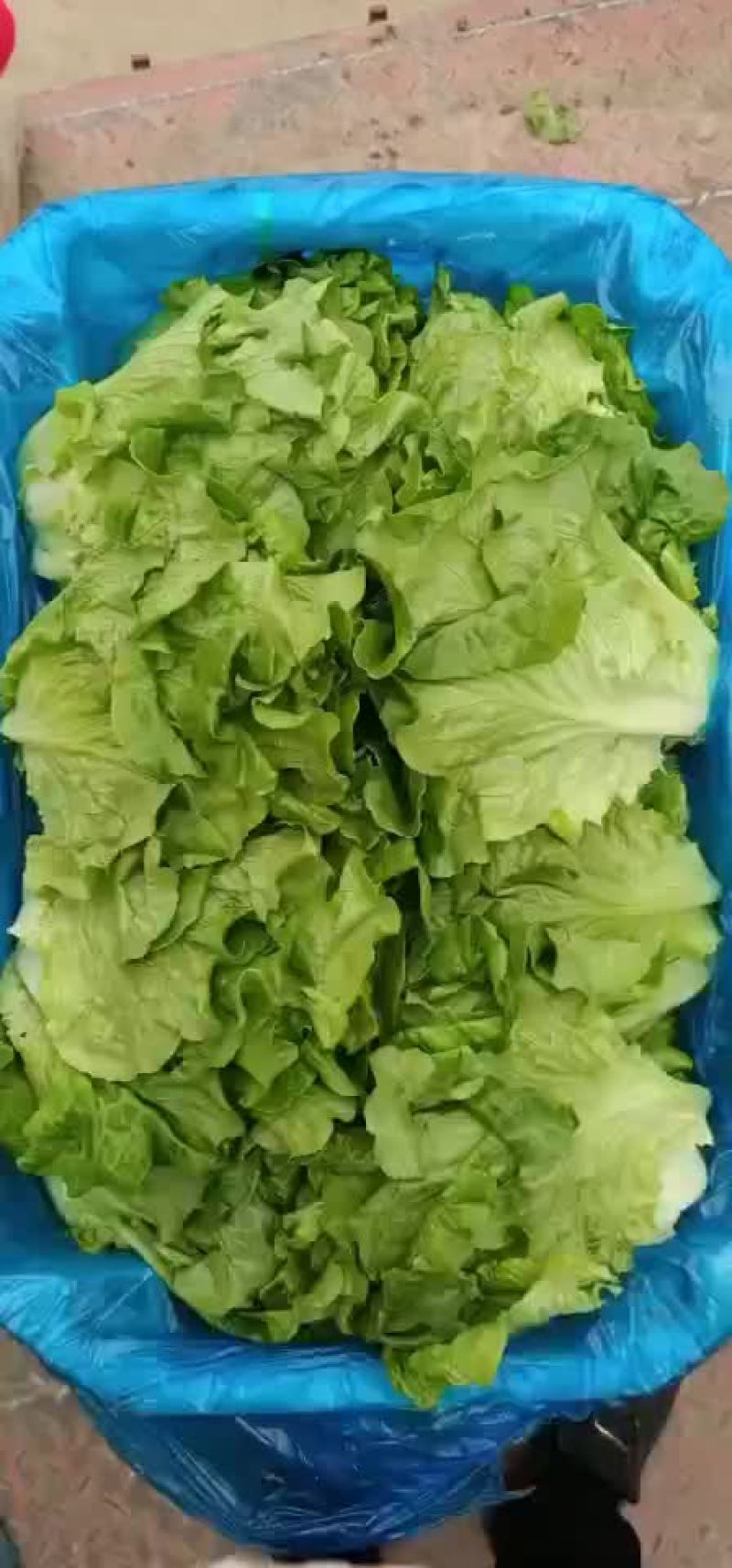 各种叶叶菜