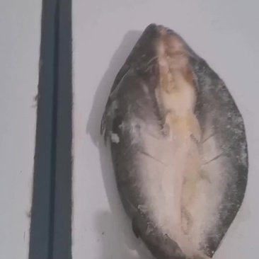 芭莎开背鱼