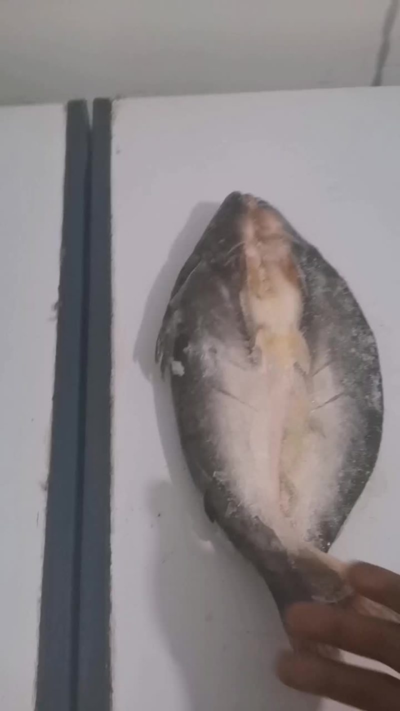 芭莎开背鱼
