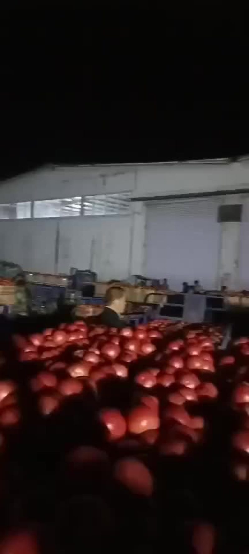 西红柿价格回落
