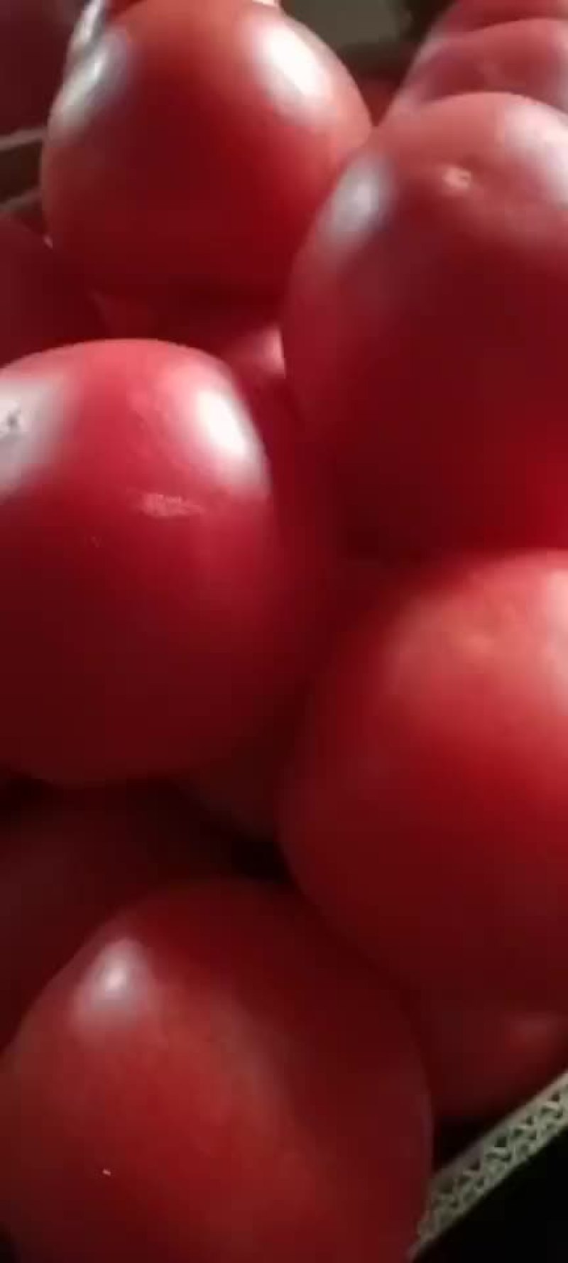 西红柿价格回落