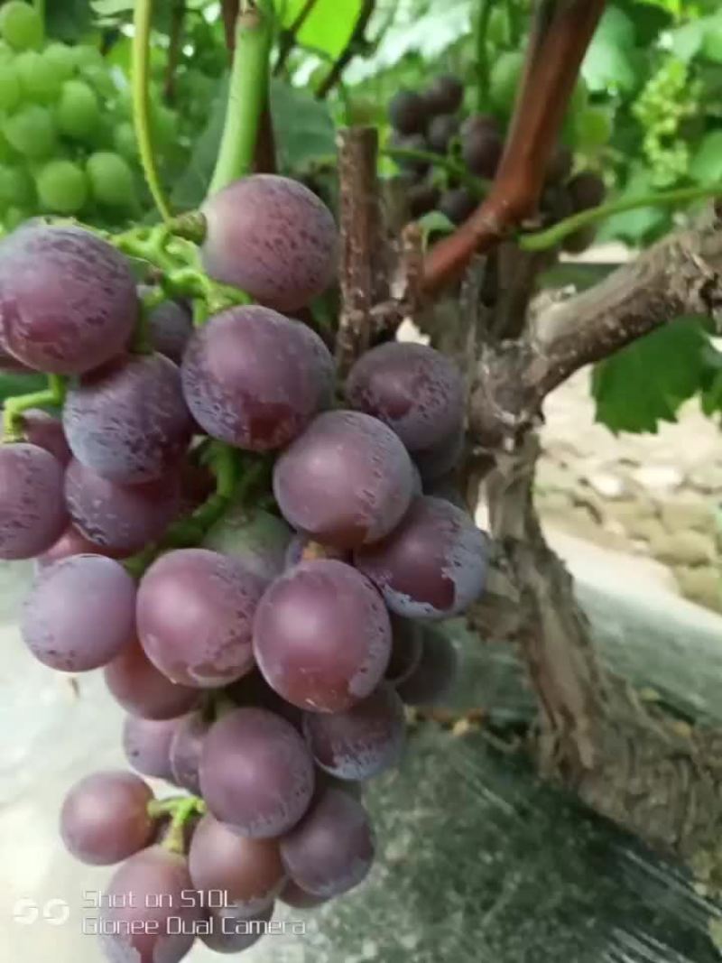 金乡县