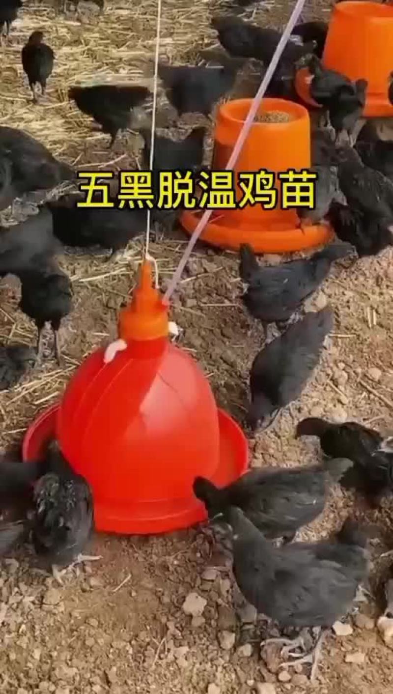 五黑鸡鸡苗厂家直销，需要的可以联系我，满1000送保温棚