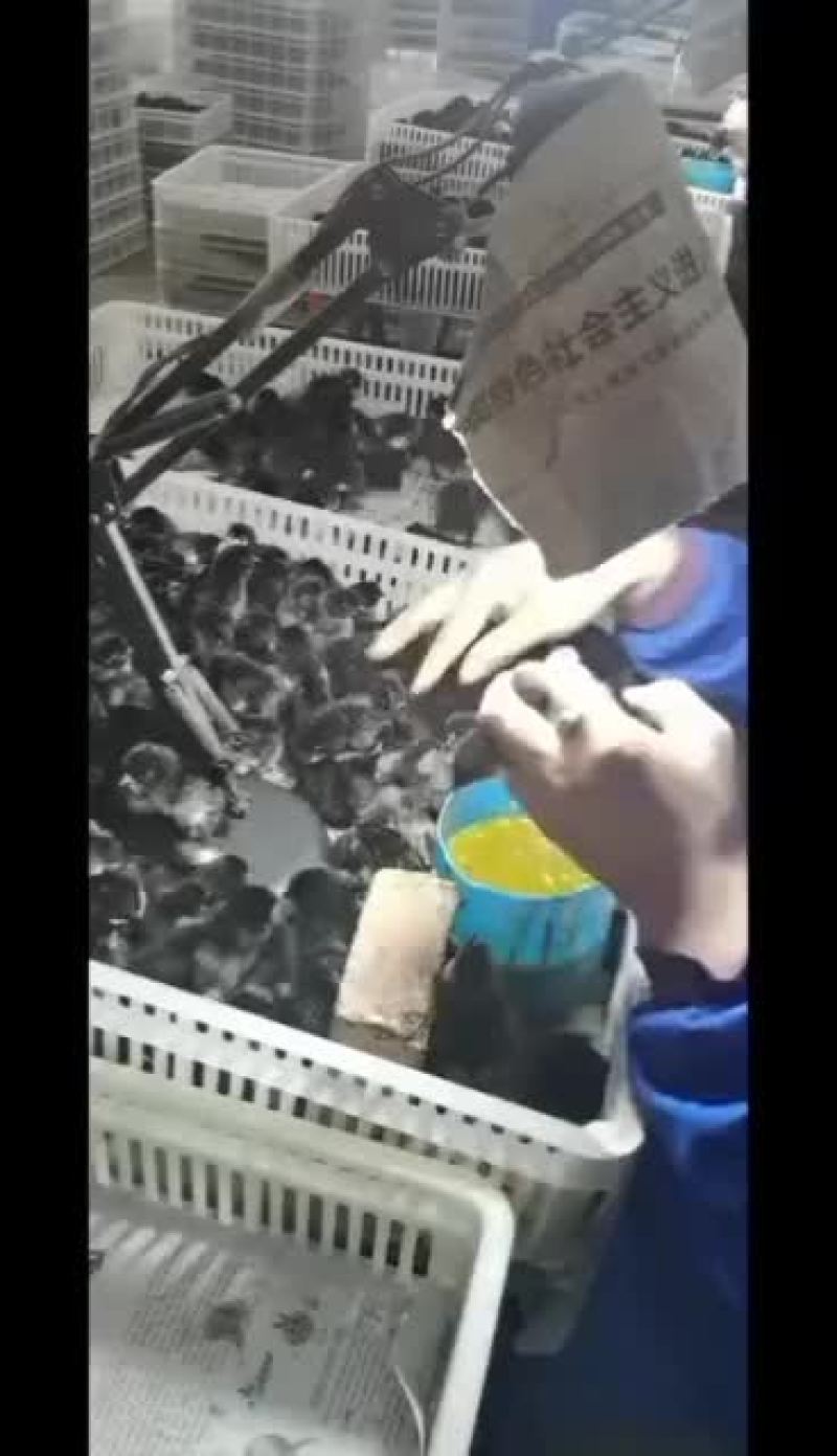 五黑鸡鸡苗厂家直销，需要的可以联系我，满1000送保温棚