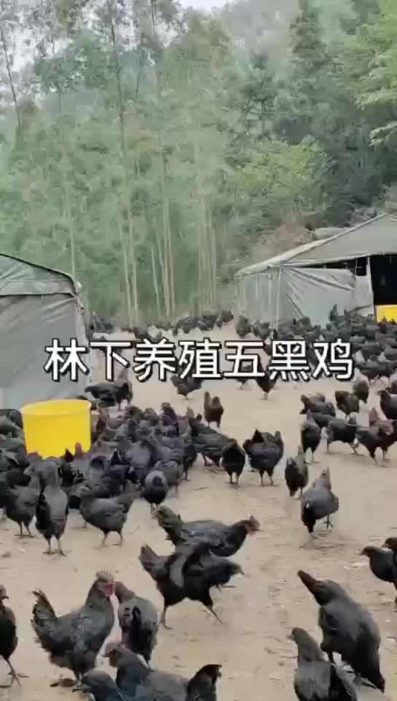 五黑鸡鸡苗厂家直销，需要的可以联系我，满1000送保温棚
