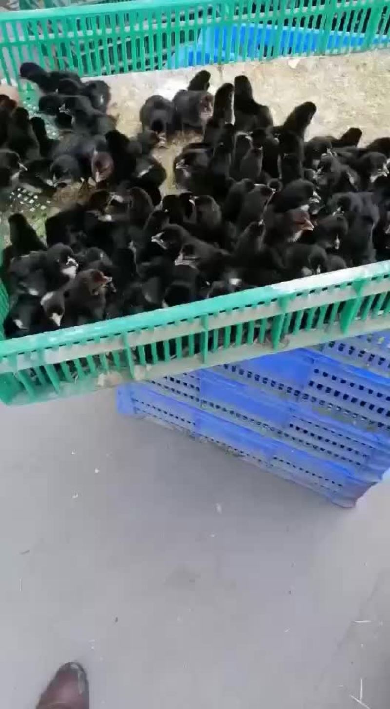 五黑鸡鸡苗厂家直销，需要的可以联系我，满1000送保温棚