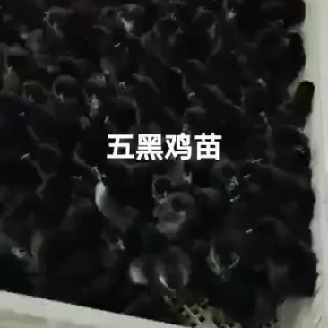 五黑鸡鸡苗厂家直销，需要的可以联系我，满1000送保温棚