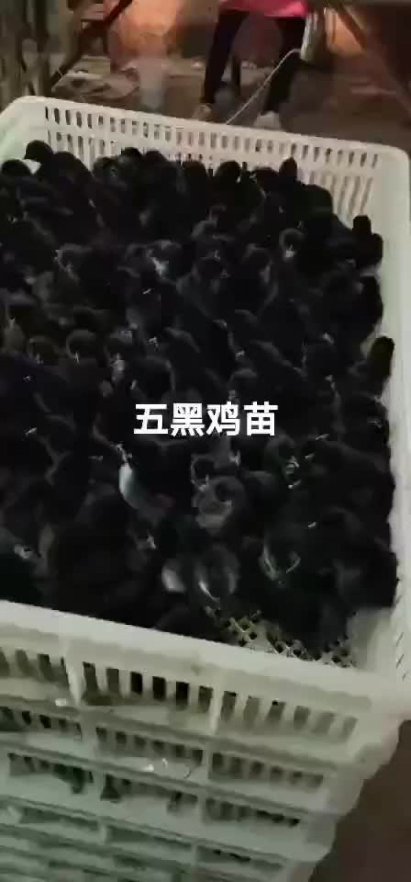 五黑鸡鸡苗厂家直销，需要的可以联系我，满1000送保温棚