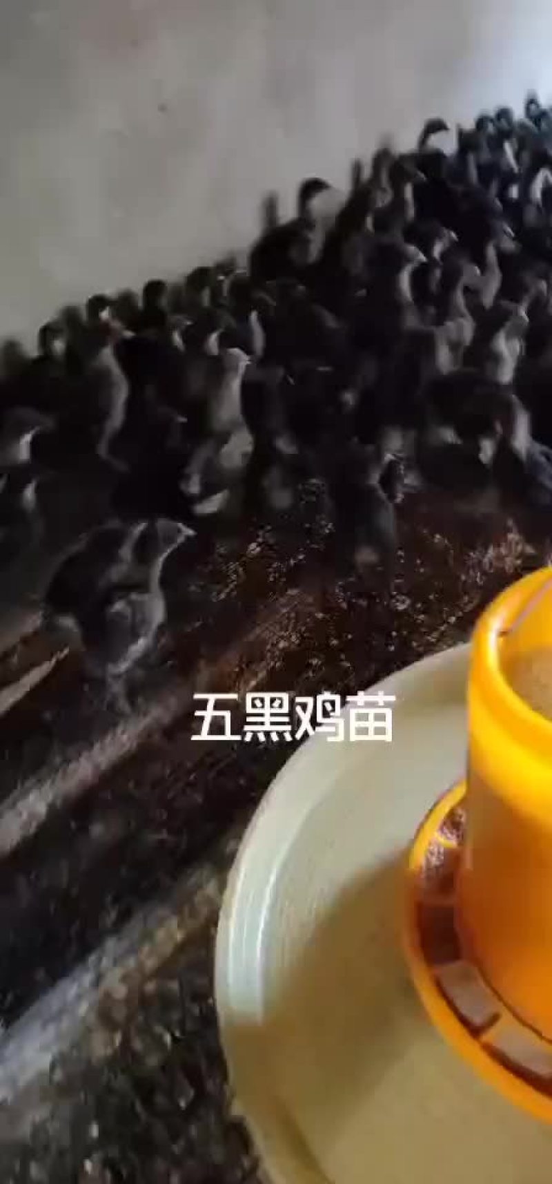 五黑鸡鸡苗厂家直销，需要的可以联系我，满1000送保温棚