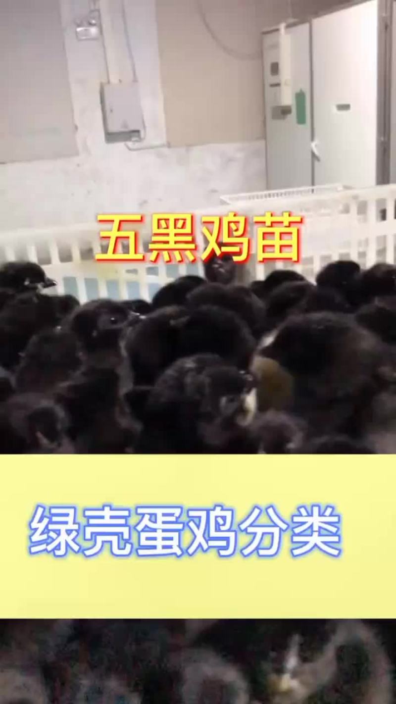 五黑鸡鸡苗厂家直销，需要的可以联系我，满1000送保温棚