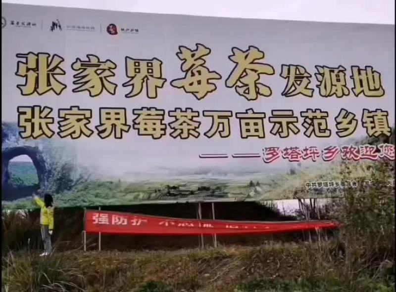 高山莓茶