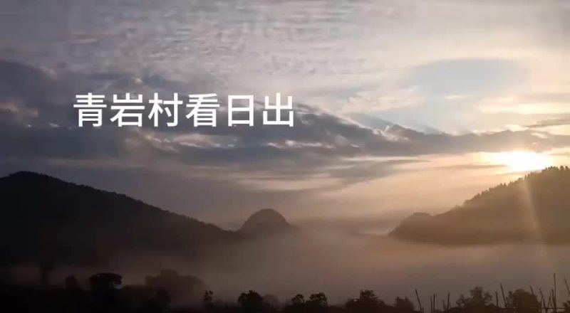 高山莓茶