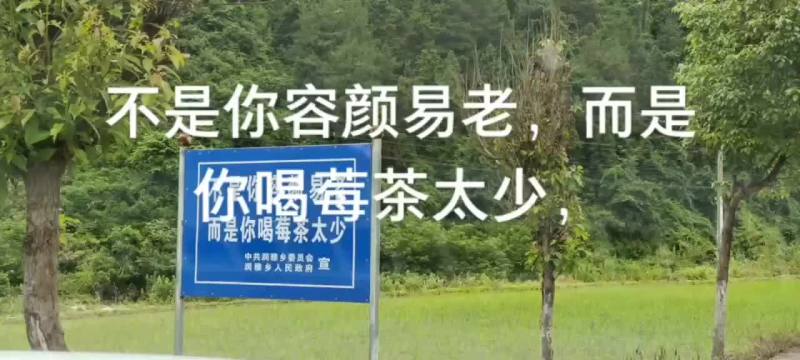 高山莓茶