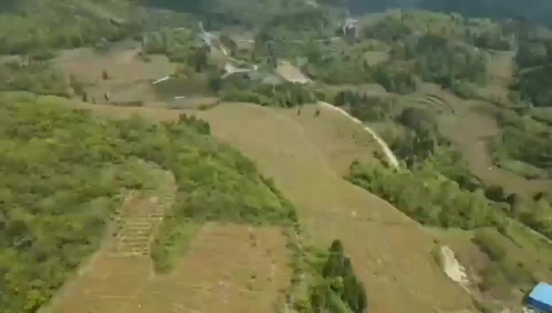 高山莓茶