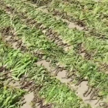 干蒲公英，重庆主城九区送货上门