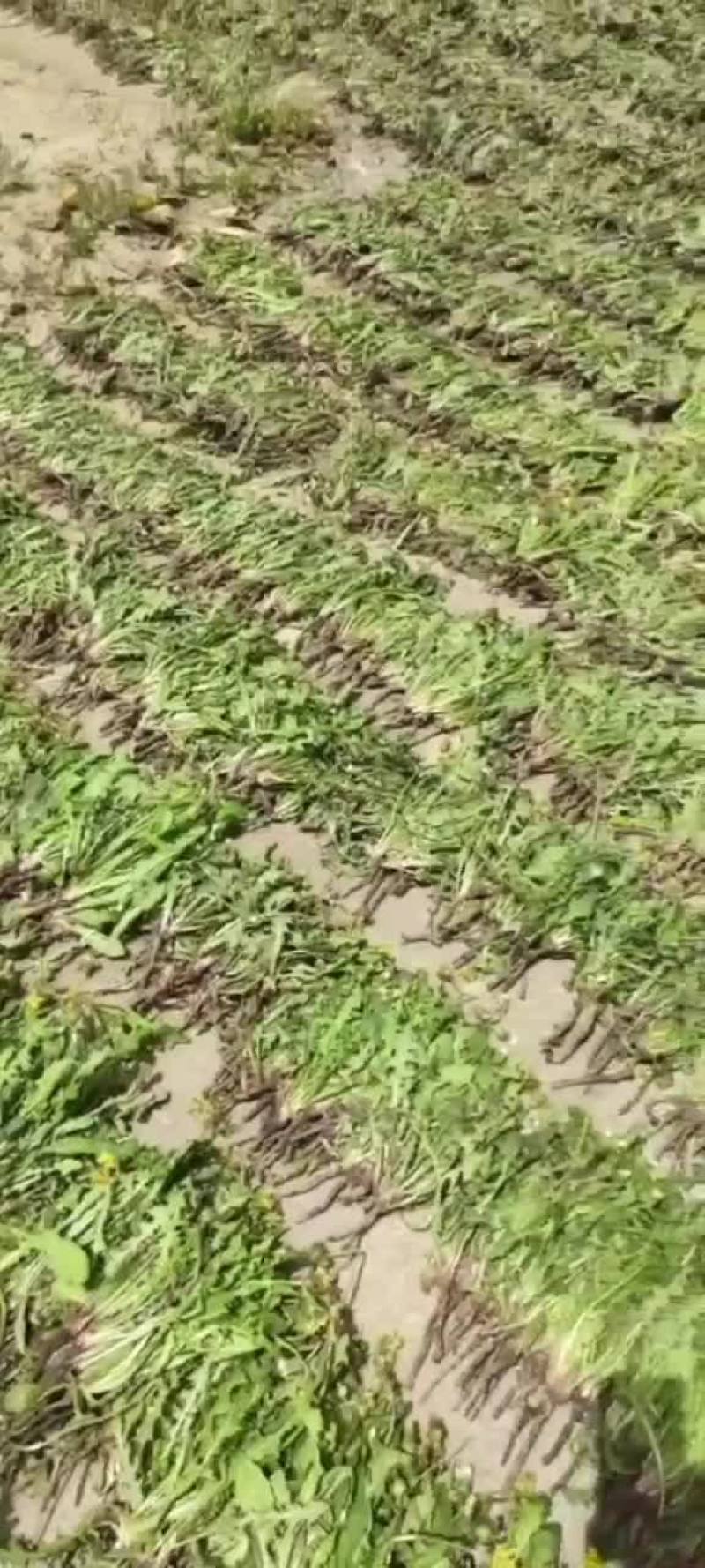 干蒲公英，重庆主城九区送货上门