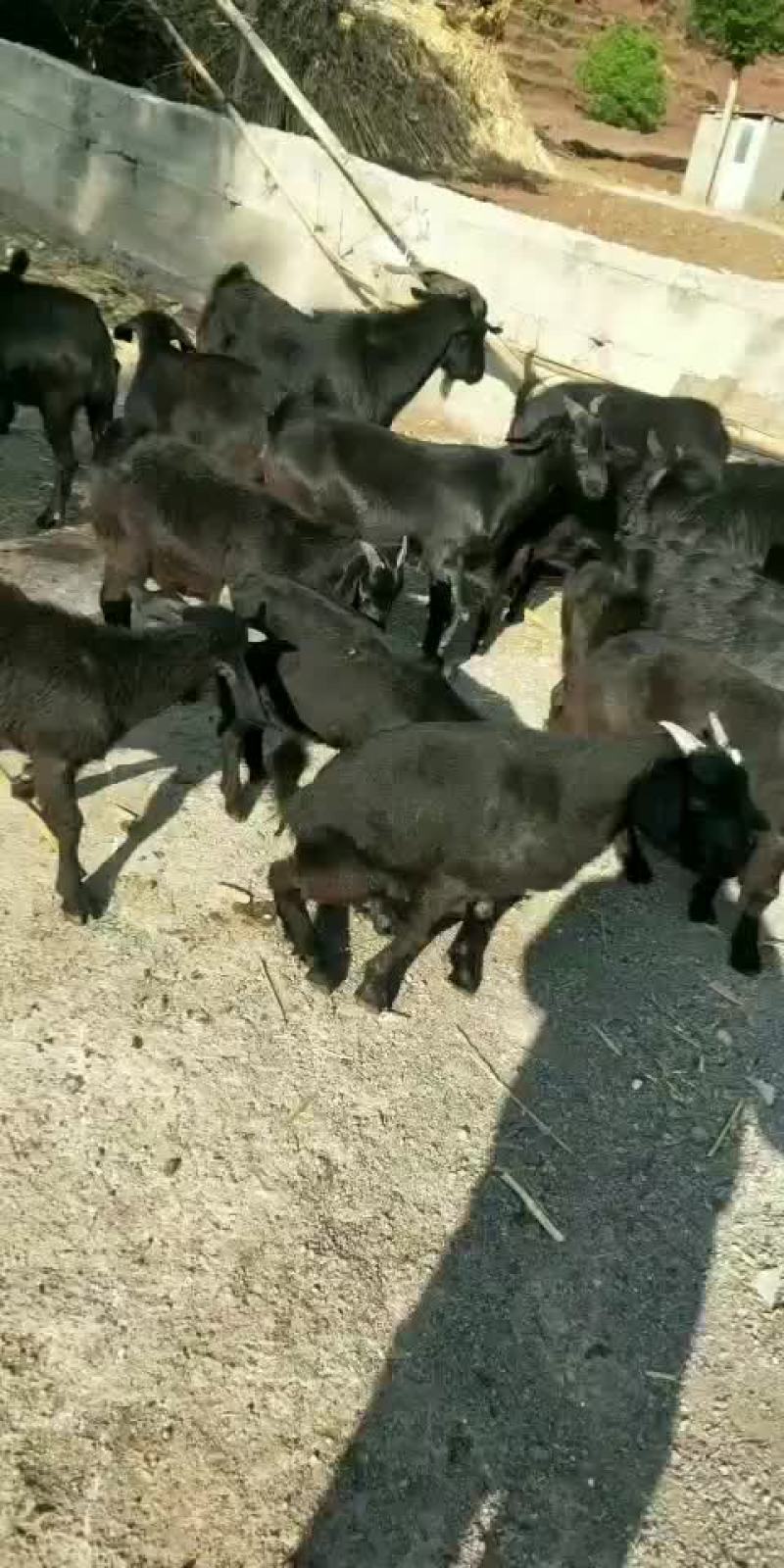 黑山羊农户散养小耳