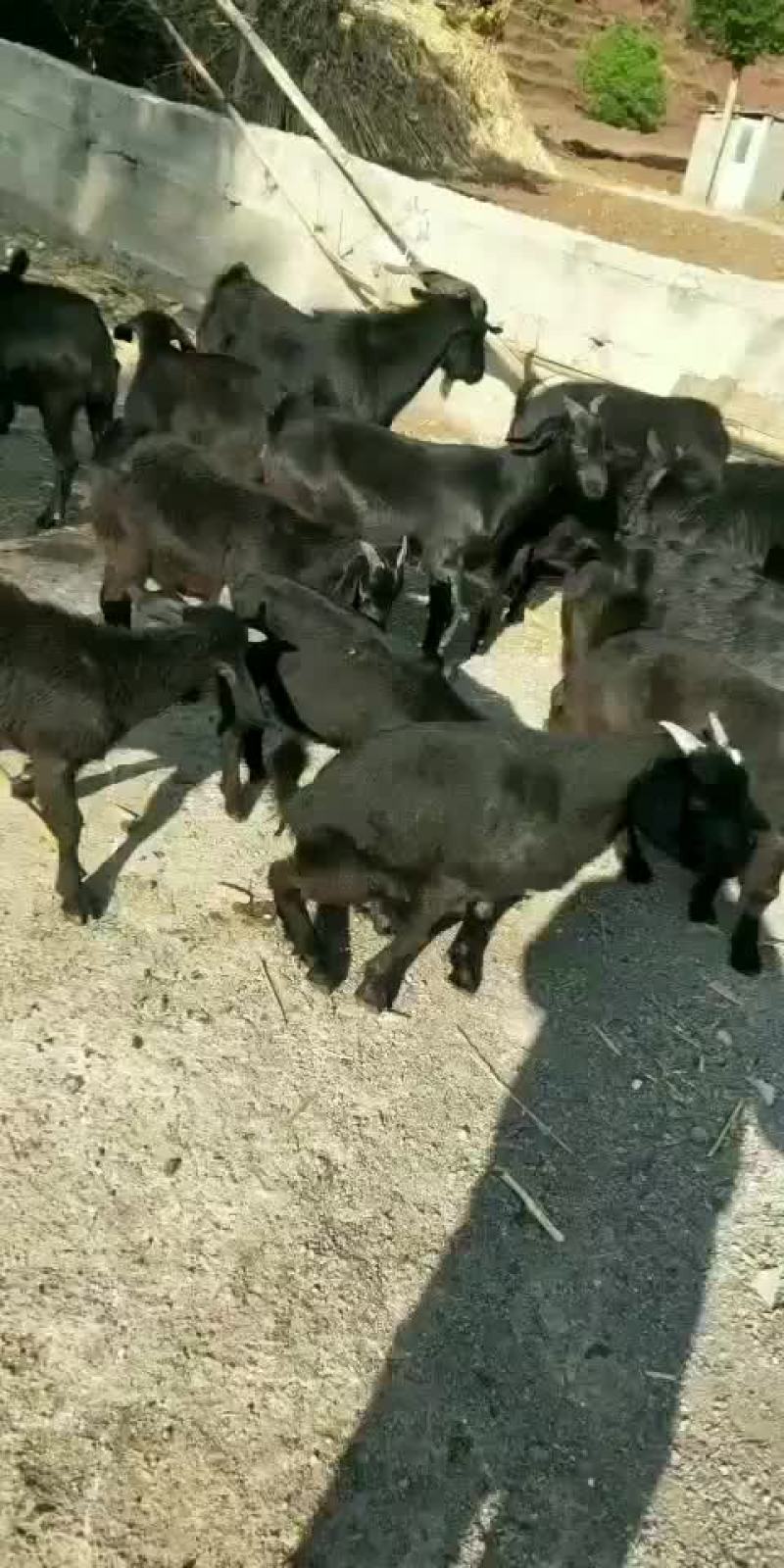 黑山羊农户散养小耳