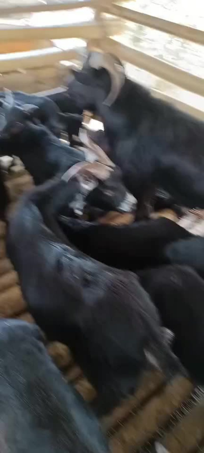 黑山羊农户散养小耳
