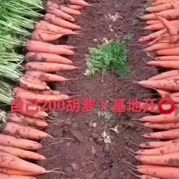 三红胡萝卜