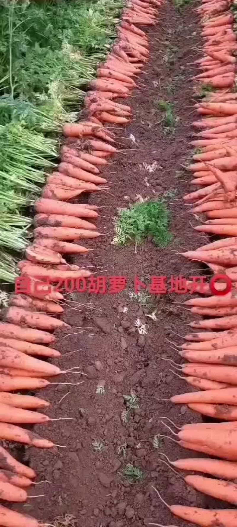 三红胡萝卜