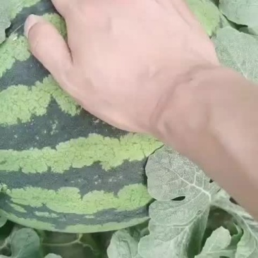 辽宁精品甜王系列西瓜大量上市，专业工人挑选。代收代发。