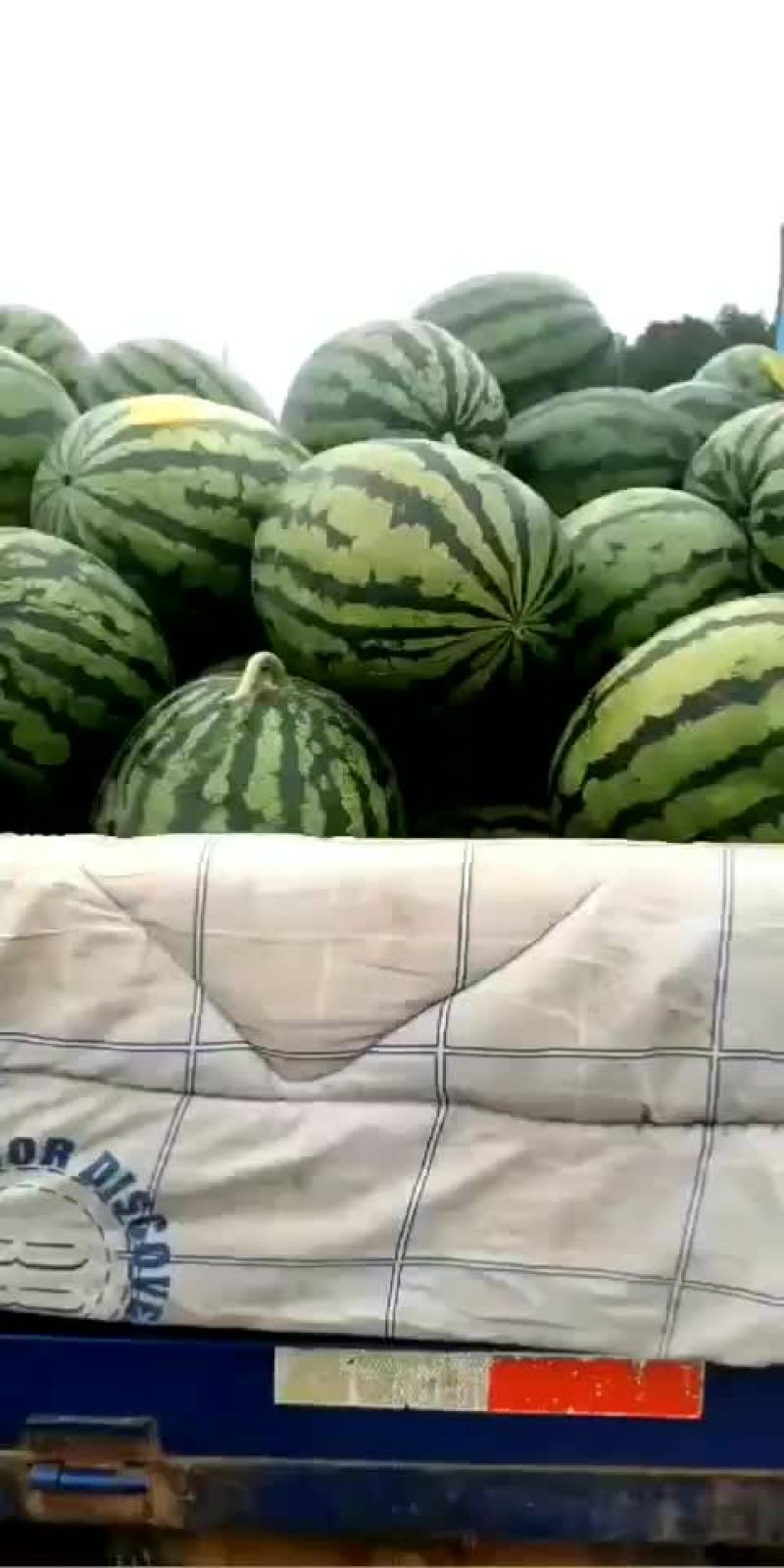 辽宁精品甜王系列西瓜大量上市，专业工人挑选。代收代发。