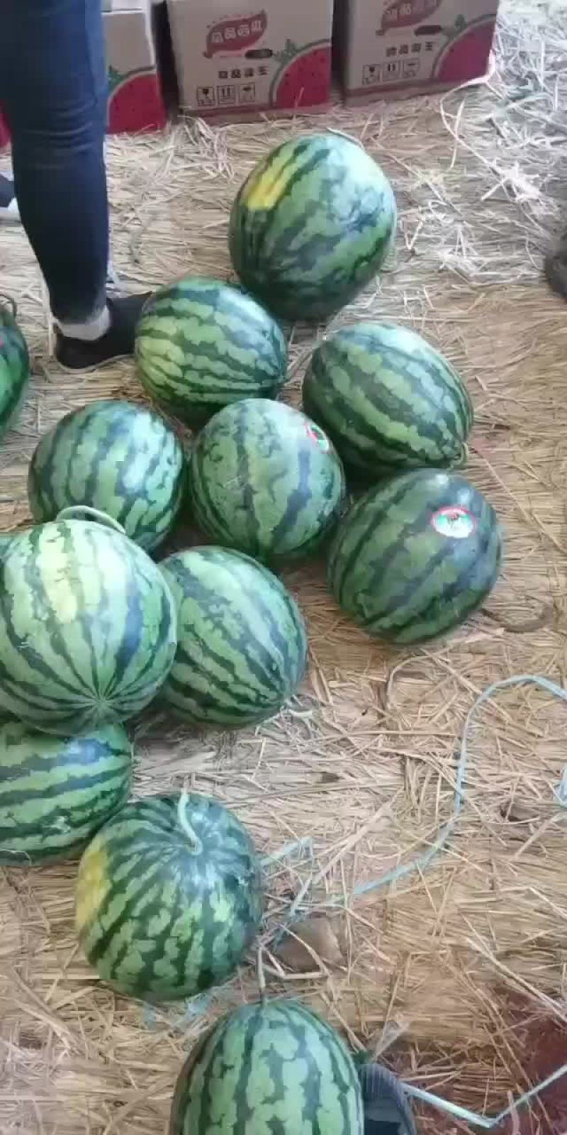 辽宁精品甜王系列西瓜大量上市，专业工人挑选。代收代发。