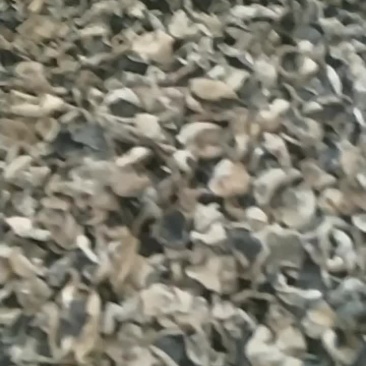 东北黑木耳产地批发直销