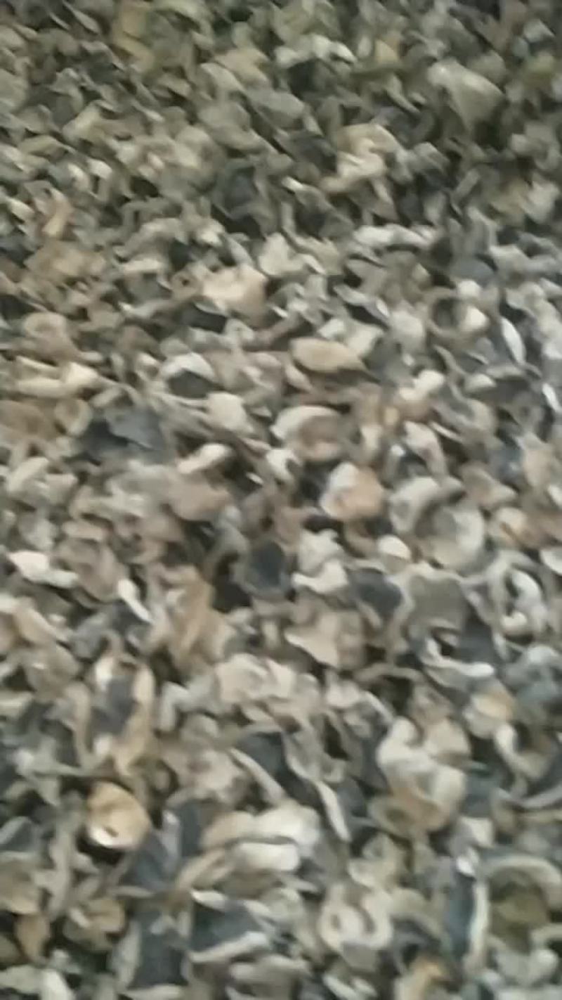 东北黑木耳产地批发直销
