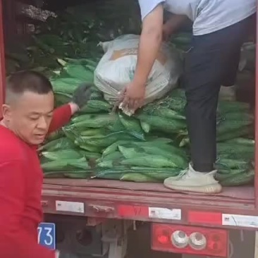 香甜可口的鲜大玉米大量上市