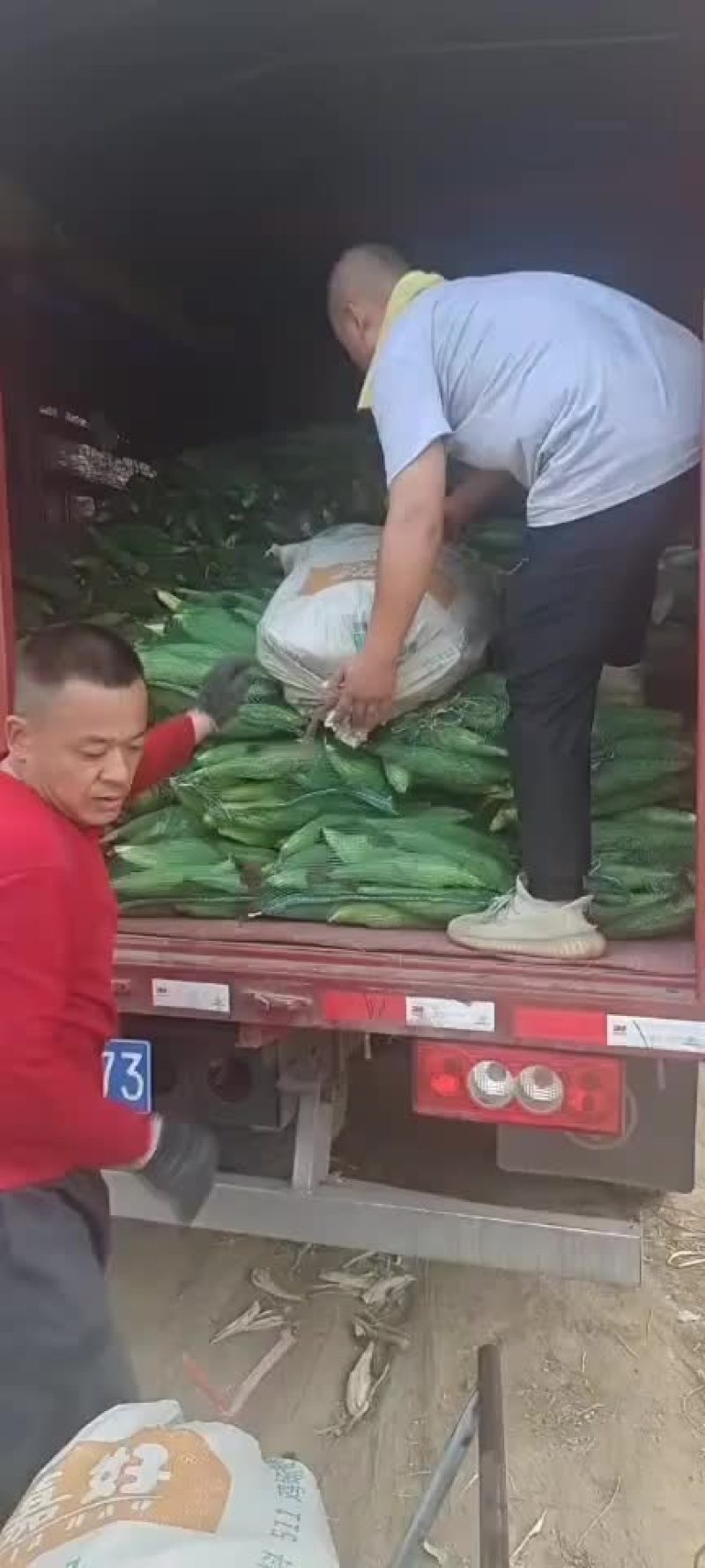 香甜可口的鲜大玉米大量上市