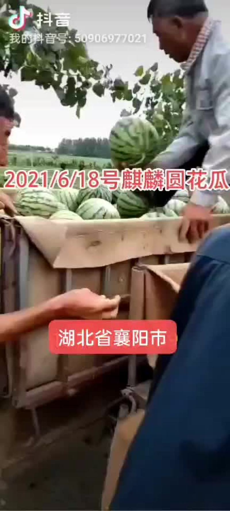 湖北省襄阳市宜城市桃子油桃大量有货！欢迎各位老板