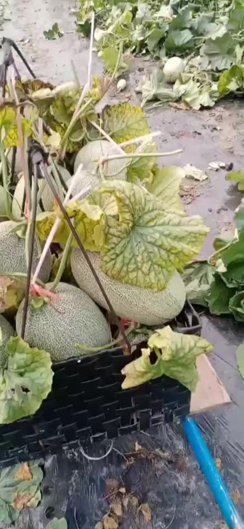 哈密瓜