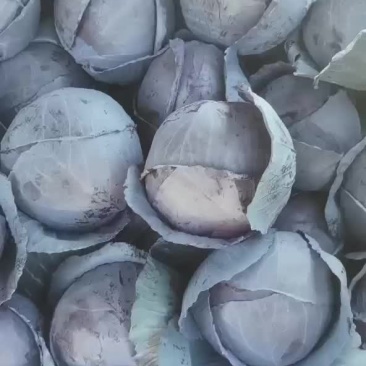 比久紫甘兰（普来米罗）