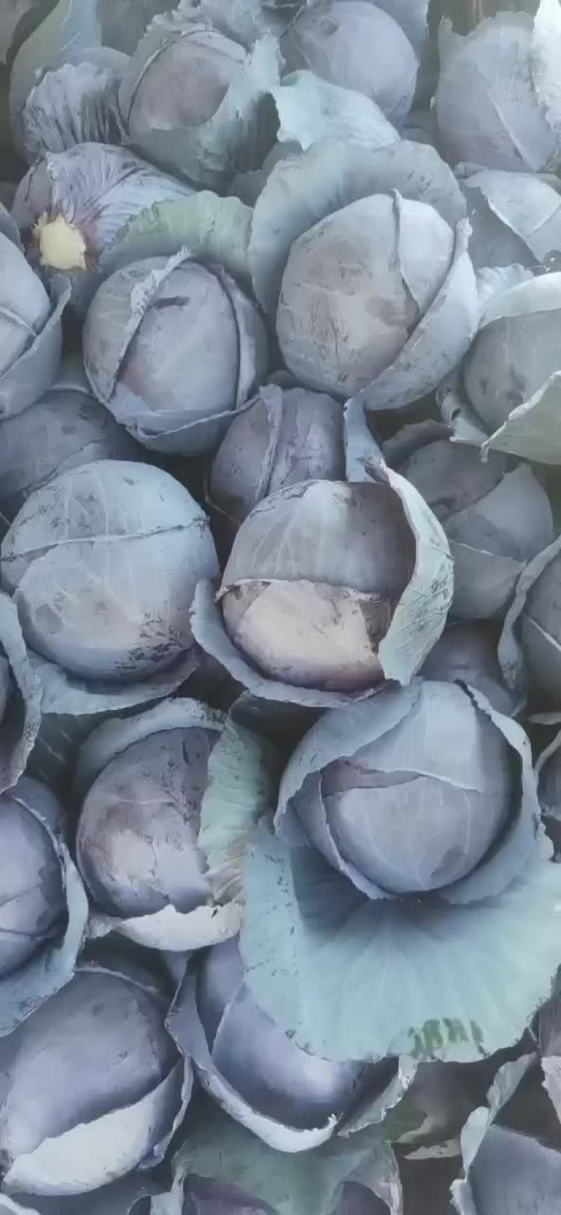 比久紫甘兰（普来米罗）