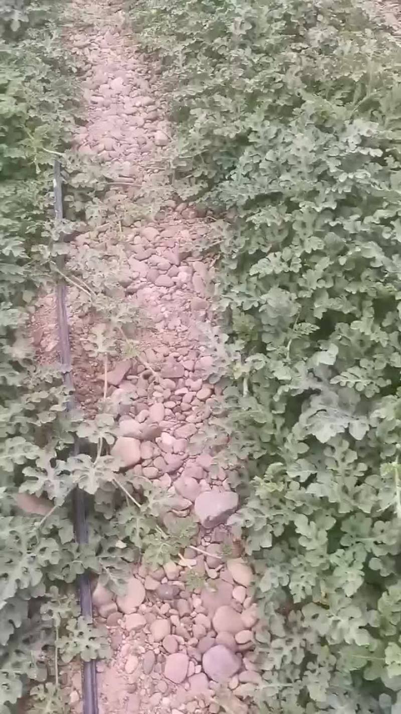 宁夏正宗硒砂瓜