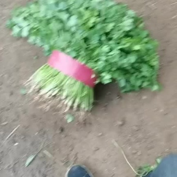 精品香菜