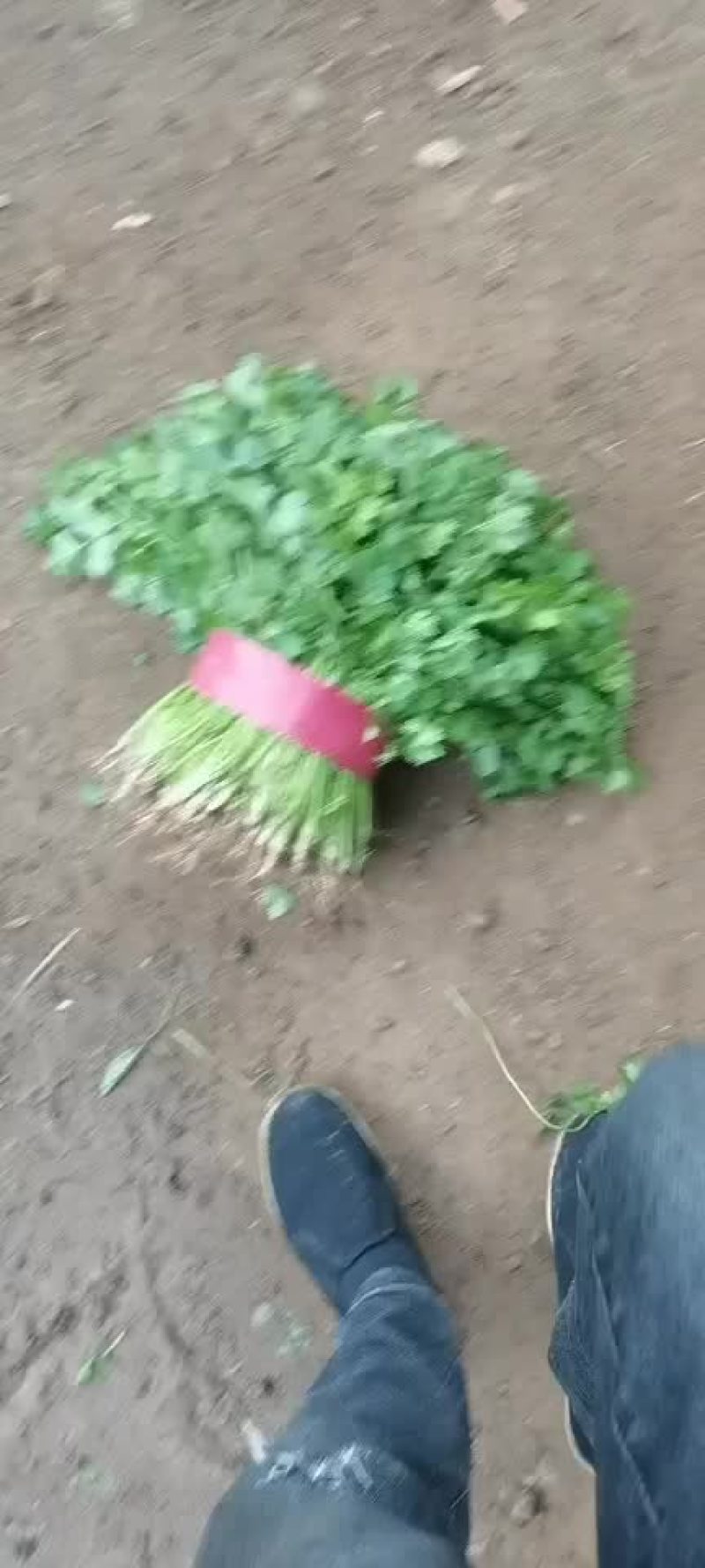 精品香菜