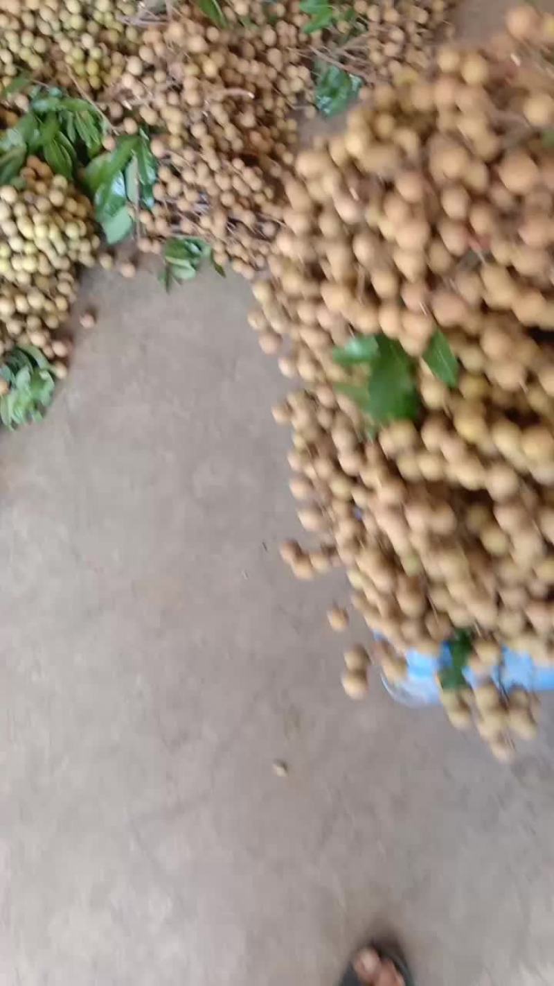 卖龙眼