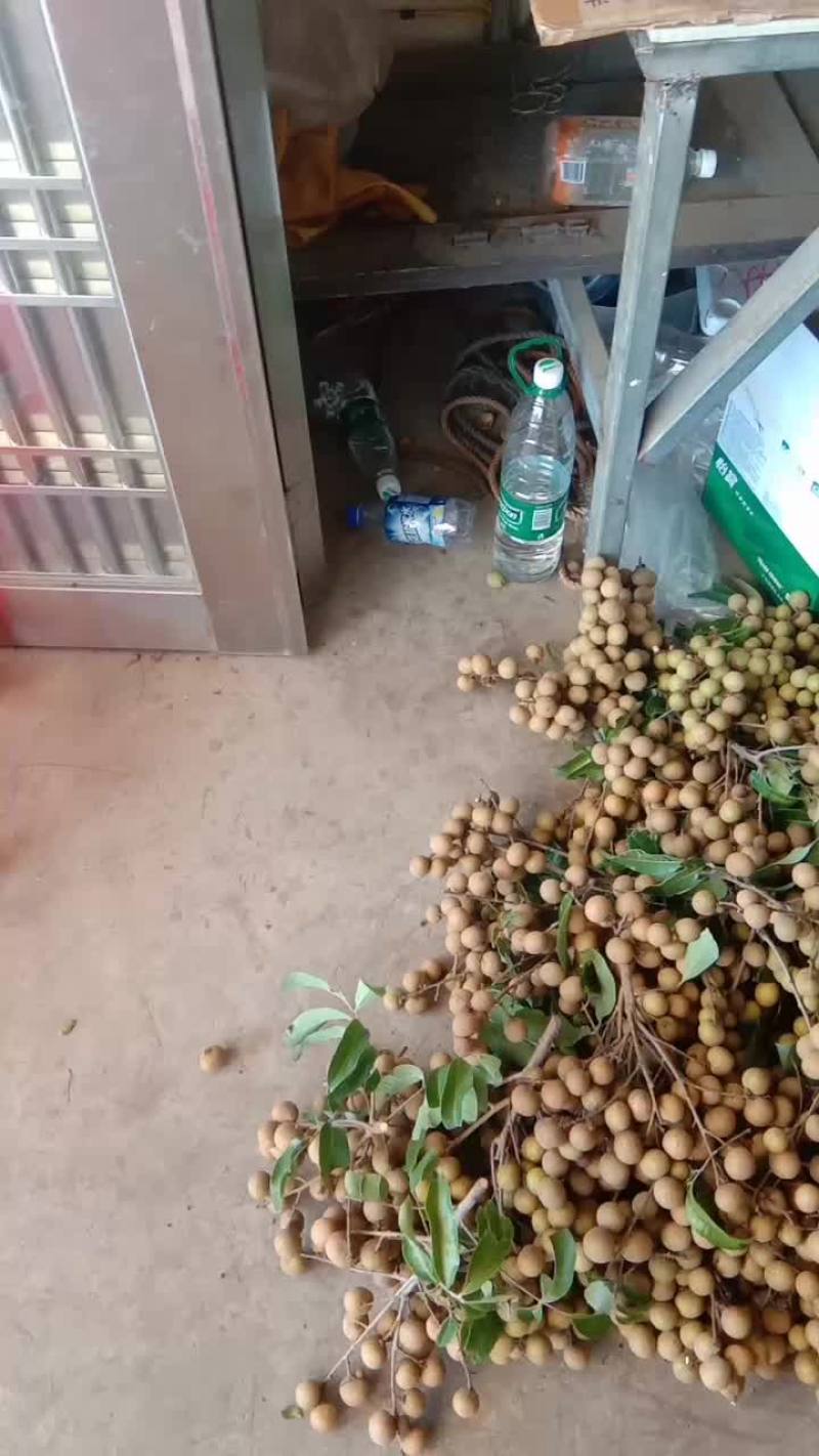 卖龙眼